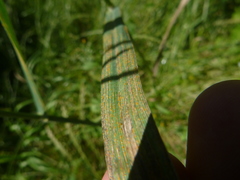 Puccinia recondita