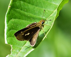 Parphorus pseudecorus