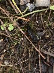 Platydracus fulvipes