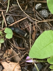 Platydracus fulvipes