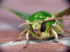 Euchloron megaera
