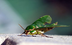 Euchloron megaera