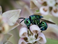 Euperilampus triangularis