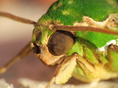 Euchloron megaera
