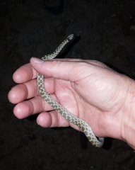 Hypsiglena chlorophaea