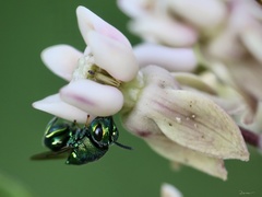 Euperilampus triangularis