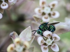 Euperilampus triangularis
