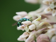 Euperilampus triangularis