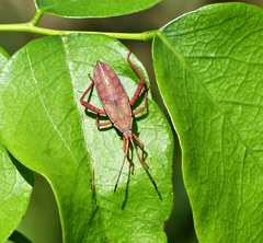 Crinocerus