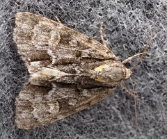 Acronicta strigosa
