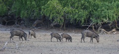 Sus scrofa affinis