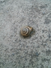 Cepaea nemoralis