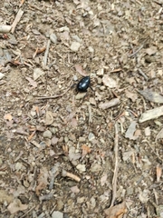 Anoplotrupes stercorosus