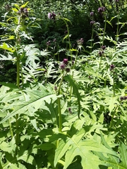Cirsium alsophilum