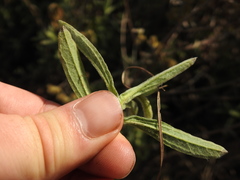 Helichrysum kraussii