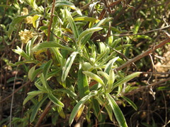 Helichrysum kraussii