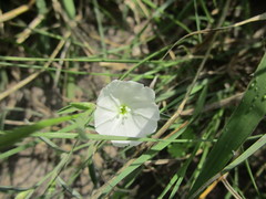 Evolvulus sericeus