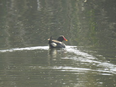 Gallinula chloropus meridionalis