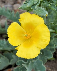 Glaucium flavum