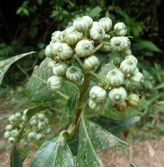 Tarenna hutchinsonii