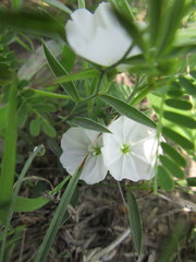Evolvulus sericeus