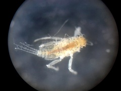 Leptohyphidae