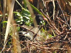 Gallinula chloropus meridionalis