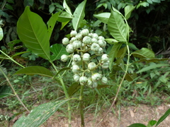 Tarenna hutchinsonii