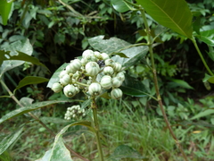 Tarenna hutchinsonii