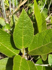 Croton crassifolius