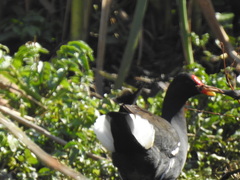 Gallinula chloropus meridionalis