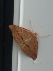 Palaeaspilates inoffensa