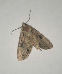 Apterogenum ypsillon