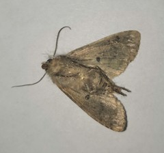 Apterogenum ypsillon