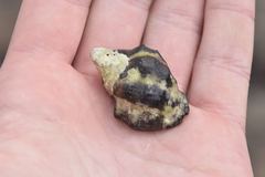 Menathais intermedia