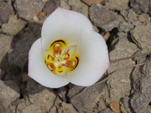 Sego Lily