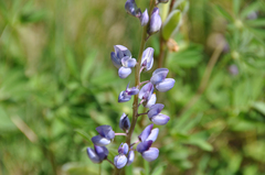 Lupinus perennis