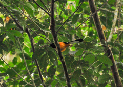 Copsychus stricklandii