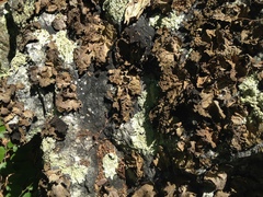 Lasallia pensylvanica