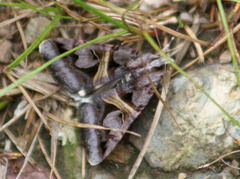 Drasteria grandirena