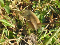 Prinia subflava affinis