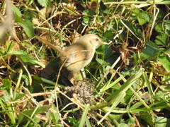 Prinia subflava affinis