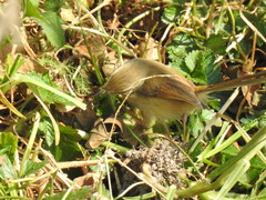Prinia subflava affinis