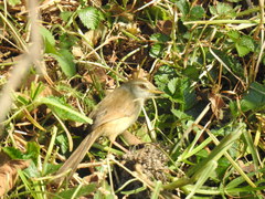 Prinia subflava affinis