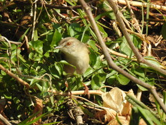 Prinia subflava affinis