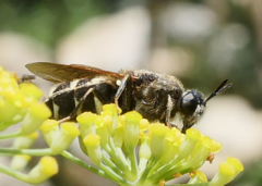 Stratiomys singularior