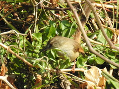 Prinia subflava affinis