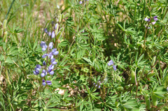 Lupinus perennis