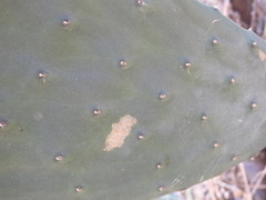 Opuntia ficus-indica