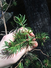 Darwinia procera